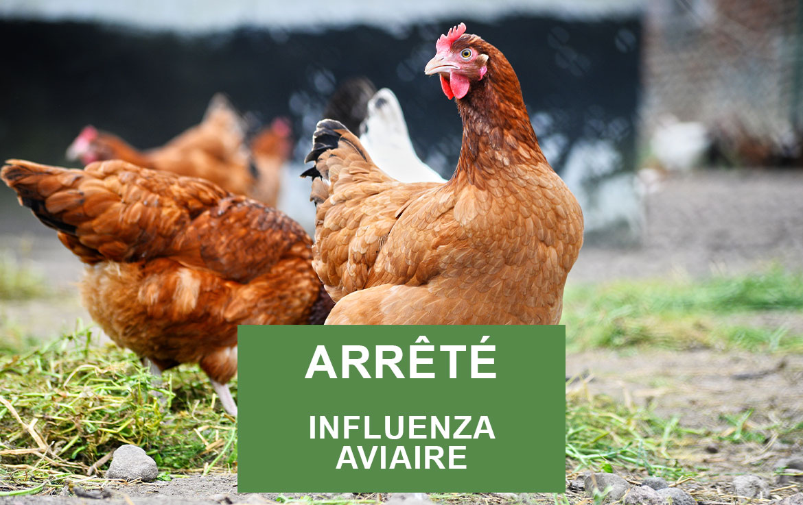 communication dans le cadre de l'influenza aviaire
