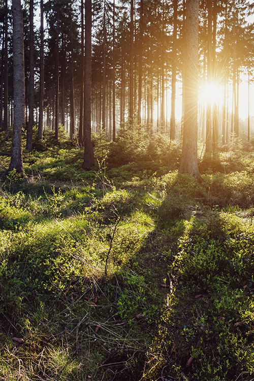 Activité nature le samedi février 2025 rdv dès 9h30 à l'espace 3 Coeurs